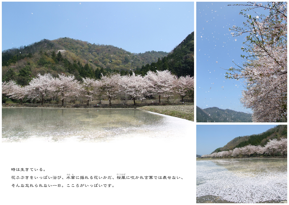 いつの日も の掲示板投稿写真&画像