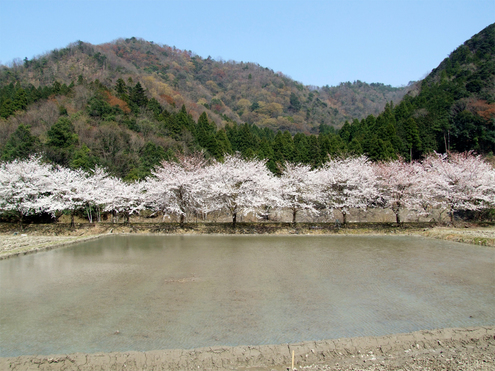 桜田楽