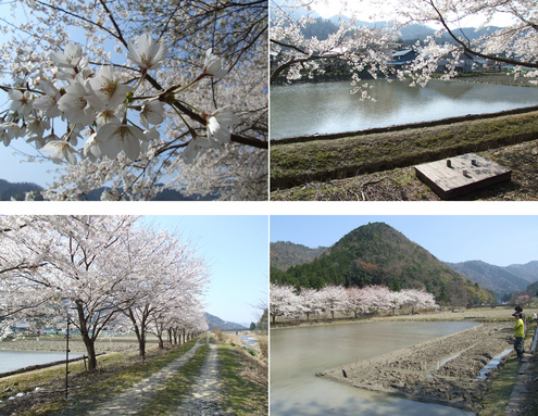 桜