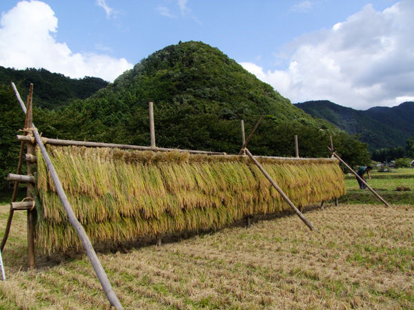 田8