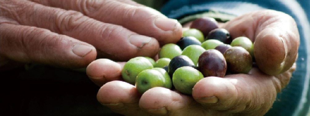 olive3
