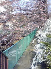桜2010-2