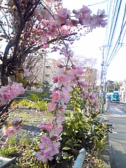 桜2010-1