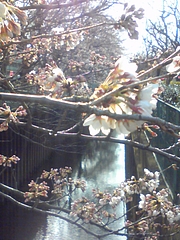 桜2010-3