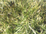 SN252620