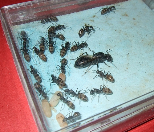 100728 012 クロオオ'09 100728 012 クロオオ'09