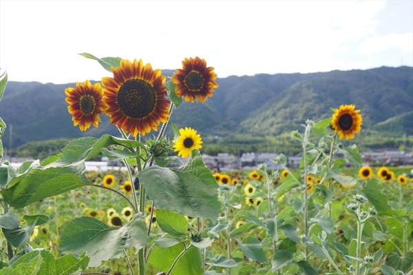大原野009