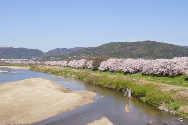 背割堤002