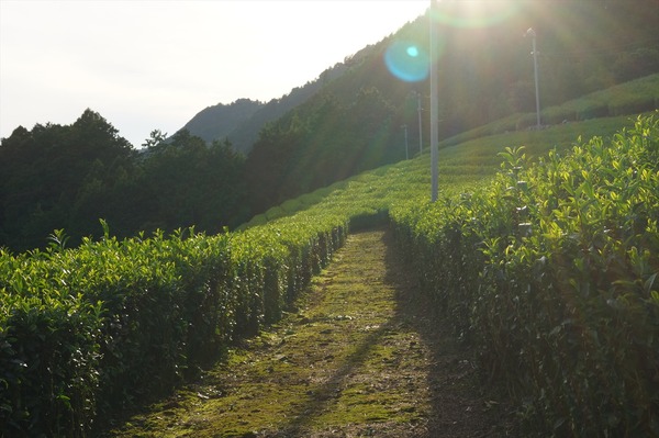 和束町031