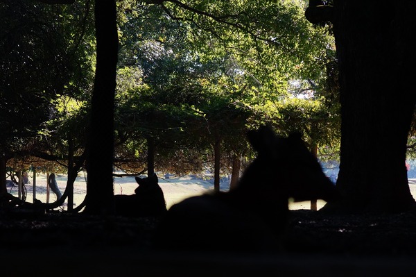 奈良公園019