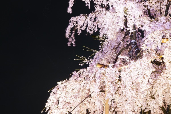 東寺夜桜006