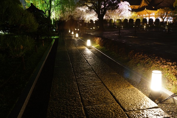 東寺夜桜003