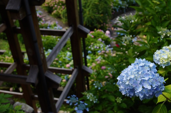 善峯寺021