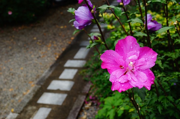 妙蓮寺008