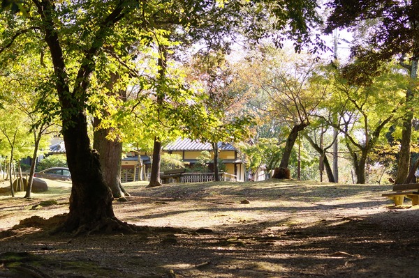奈良公園007
