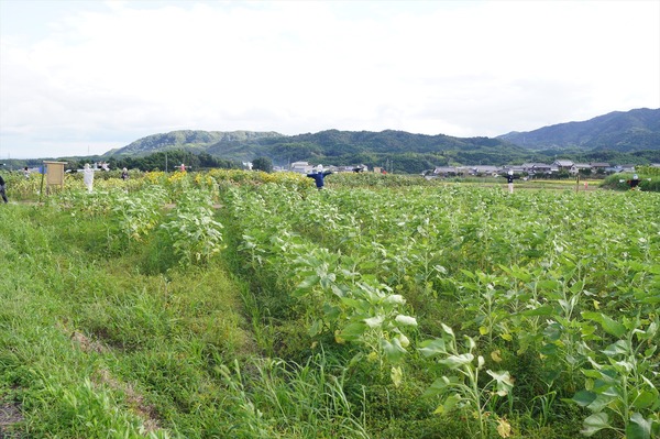 大原野003