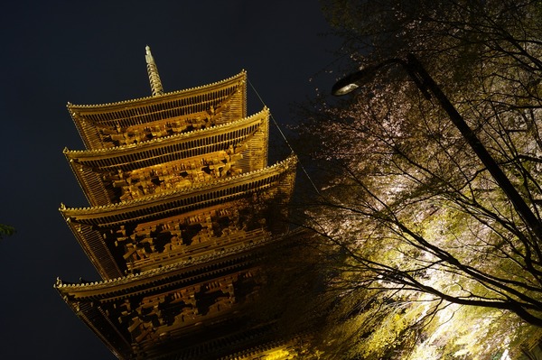 東寺夜桜016