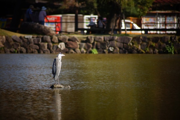 奈良公園004