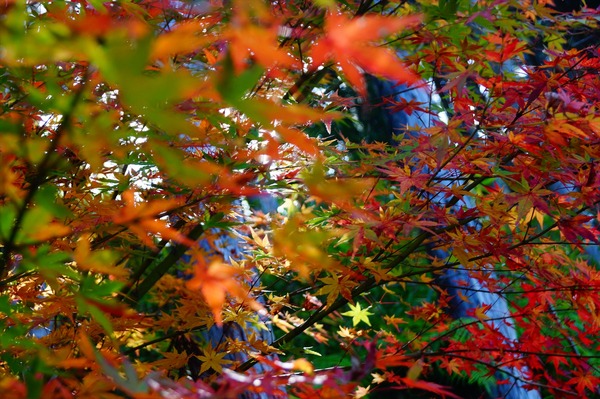 常照寺012