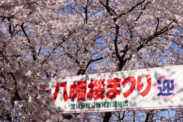 背割堤004