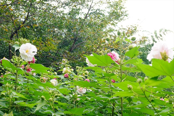 大乗寺009