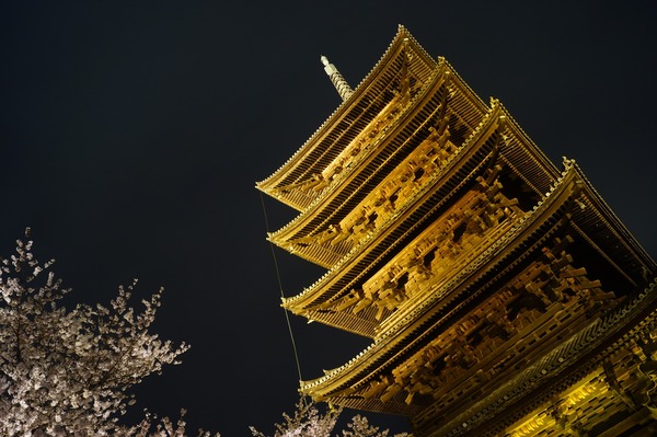 東寺夜桜014