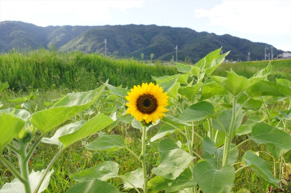 大原野018