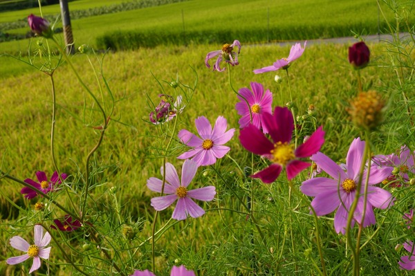和束町026
