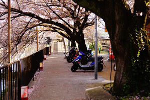 tamakoma_b30