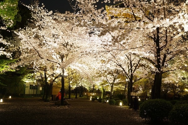 東寺夜桜012