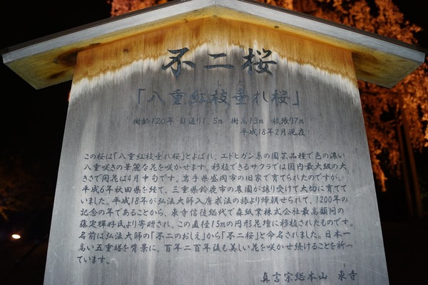 東寺夜桜020