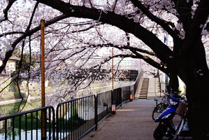 tamakoma_b18