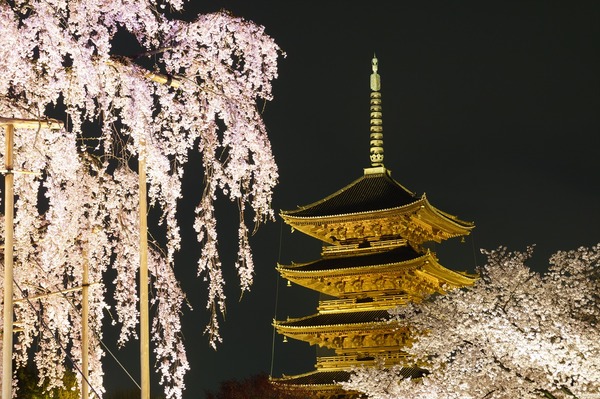 東寺夜桜018