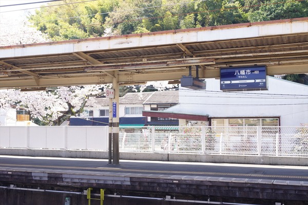 背割堤026