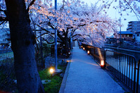 tamakoma_b03
