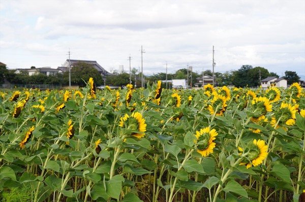 大原野016