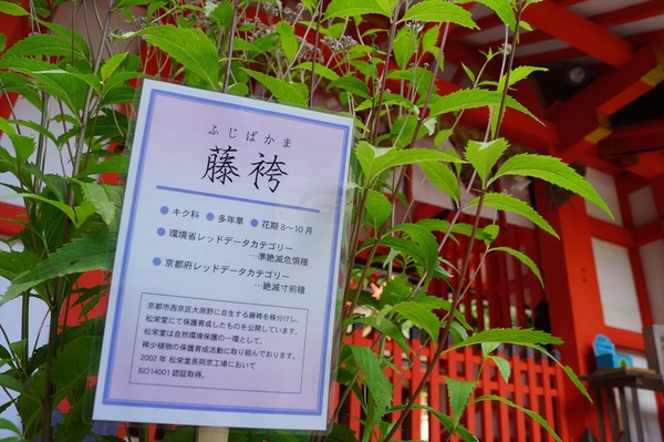 大原野037
