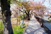 tamakoma_b07