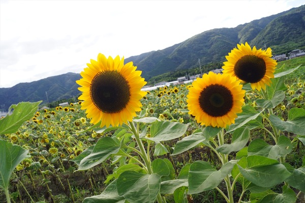 大原野008