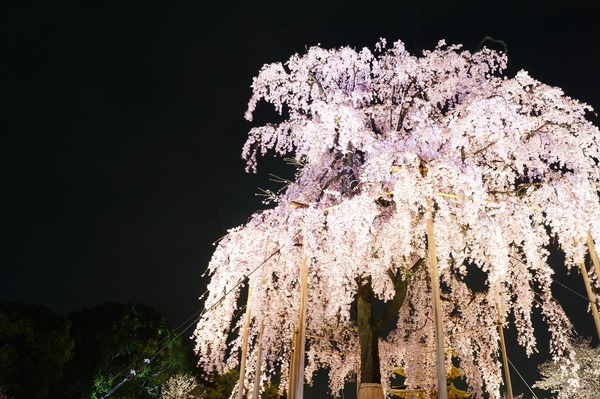 東寺夜桜005