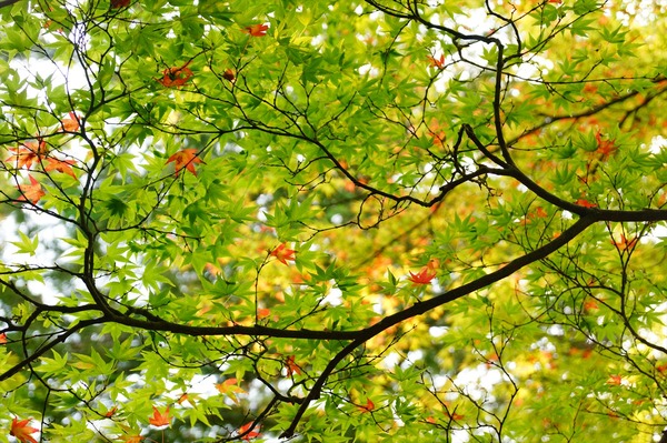 蓮華寺014