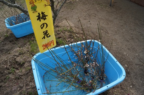 青谷梅林013