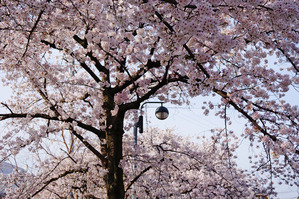 tamakoma_b10