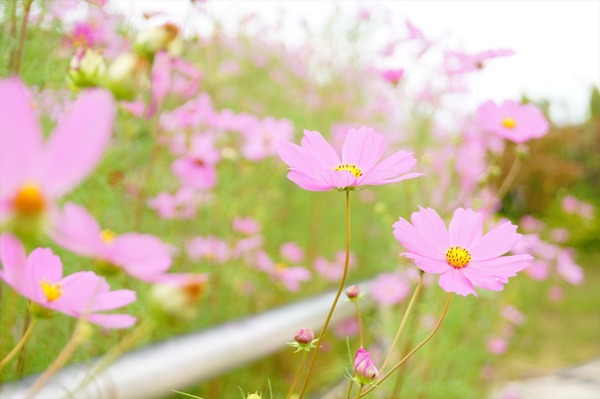 中二恋*公園013
