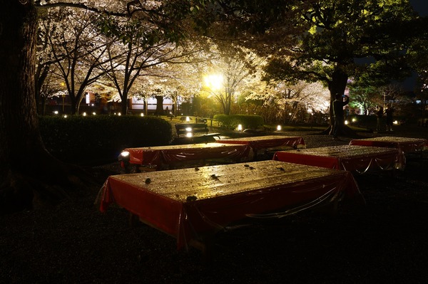 東寺夜桜015
