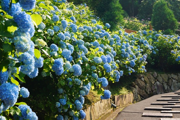 善峯寺050