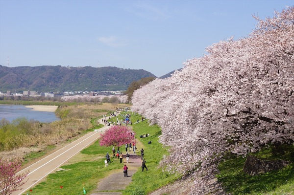 背割堤025