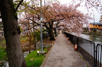 tamakoma_b06