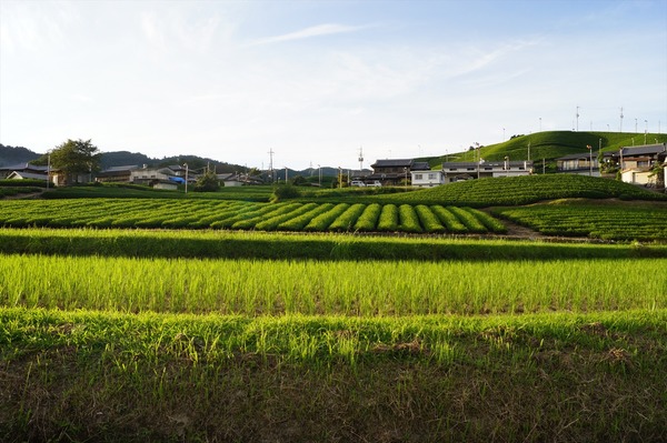 和束町035