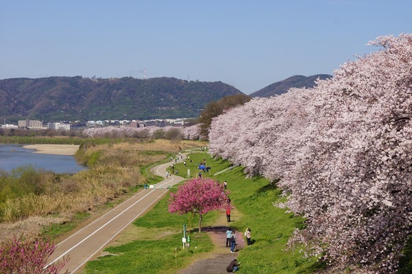 背割堤003